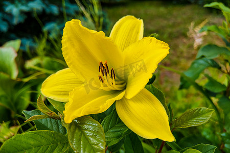 花园里彩色背景上的黄色百合。