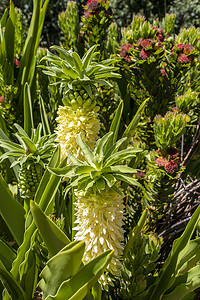 黄绿色花卉植物，康斯坦博西国家植物园。
