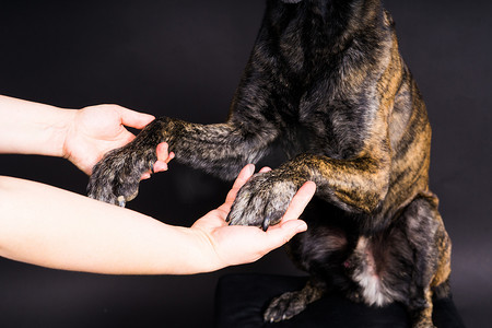 狗爪子摄影照片_人与狗之间的友谊，手拿爪子喂食