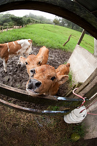 走进蒙牛摄影照片_口渴的哥斯达黎加小牛