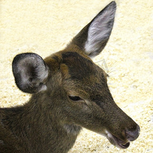 一只年轻雌性梅花鹿的头部在光线模糊的背景下特写