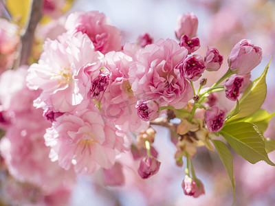 特写美丽完美盛开的粉红色樱花或日本樱桃李属 serrulata 花树枝,选择