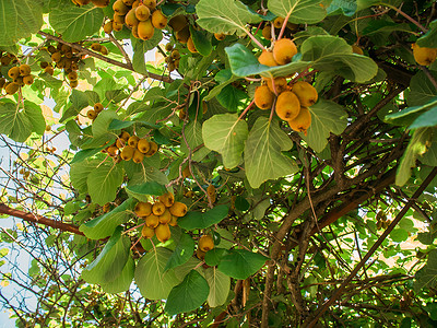 猕猴桃采摘季。