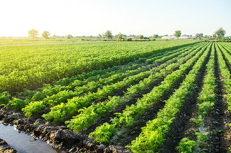 绿色胡萝卜和马铃薯灌木浇灌种植园景观。