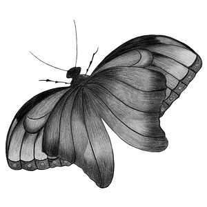 孤立在白色背景上的手绘蝴蝶。