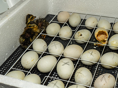 在孵化器中孵化鸭鸡