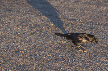 乞讨摄影照片_关闭大乌鸦，Corvus corax common，美丽的野生黑鸟栖息在柏油路上，在 La Palma Roque De Los Muchachos 的最高峰乞讨食物。