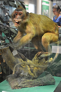 马尼拉国家自然历史博物馆长尾猕猴