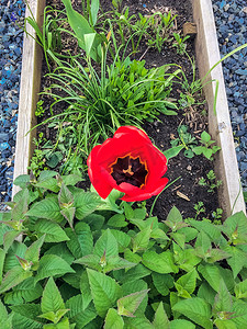 生长通过薄荷叶子的开花的红色郁金香在花床上