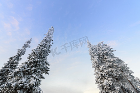 大雪蓝色摄影照片_森林覆盖着大雪和恶劣天气的天空