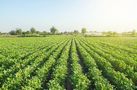 绿色养生名片摄影照片_绿色马铃薯灌木种植园景观。