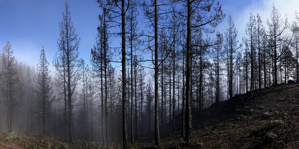穿过被烧毁的森林的迷雾远足路径