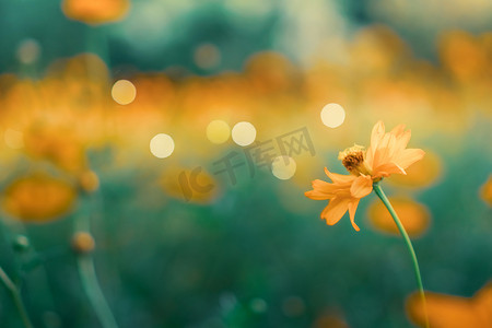 复古色彩背景摄影照片_美丽的五颜六色的花朵与夏季散景背景的选择性焦点。复古色彩风格。