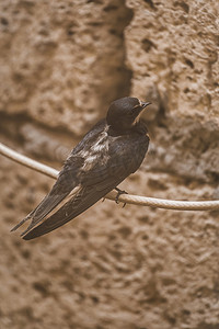 燕子鸟坐在电线上，背景是砖壳、动物和野生动物，特写