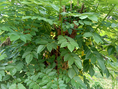 具有自然背景的宽叶黄檀（也称为 sonokeling、sanakeling、花梨木）。