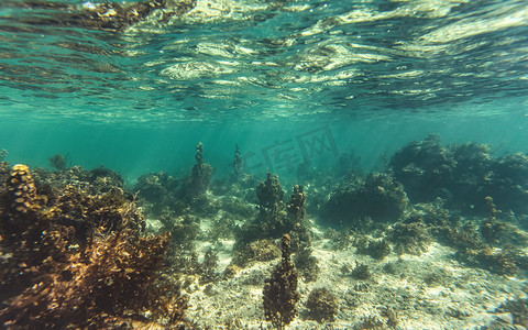 在马达加斯加的 Anakao 浮潜 — 大部分可见沙质海底的植物，海洋生物不多，水下照片