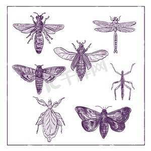 复古蛾、蜻蜓、螳螂和竹节虫收藏双色调白色背景