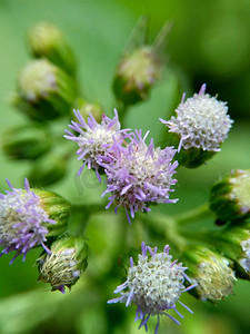 宏观拍摄 Bandotan (Ageratum conyzoides) 是属于菊科部落的一种农业杂草。