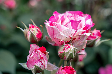 花园里有绿叶的粉色条纹玫瑰花。