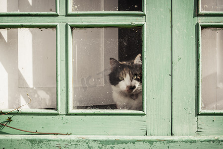 透过风化的绿色窗户的玻璃望去的家猫