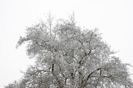 白雪皑皑的树顶