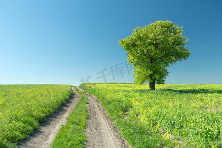 左边大树摄影照片_穿过绿色田野和一棵大树的土路