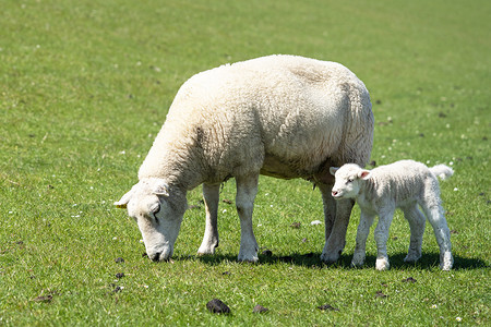 养殖场粪便摄影照片_绵羊养殖，Pellworm，北弗里西亚，德国