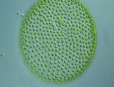 子代摄影照片_100 倍显微镜下水滴中的绿藻