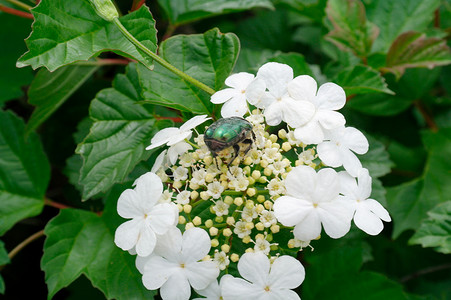 荚莲花上的绿甲虫，Guelder 玫瑰。