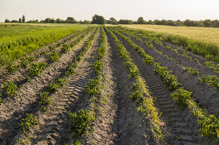 马铃薯作物的绿色领域连续。