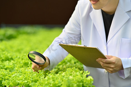 农业研究人员在工业温室中用放大镜观察有机蔬菜的裁剪镜头