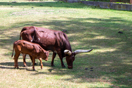 一头长着大角的棕色母牛正在吃草。