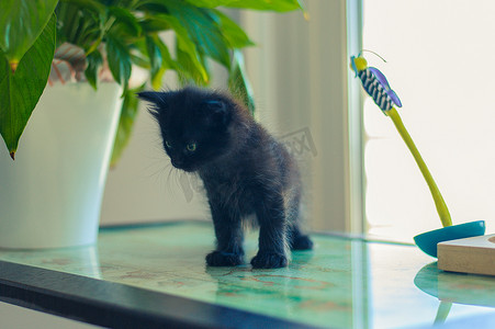 黑猫坐在玻璃桌上，靠近花盆，上面放着花和玩具