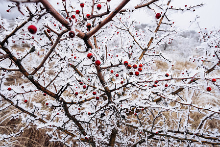 红色的玫瑰果浆果，被雪覆盖的树枝，冬天的白霜。Rosa canina