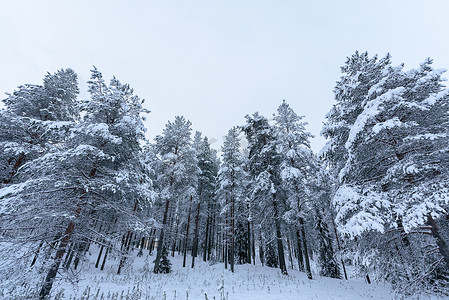 森林覆盖着大雪和恶劣天气的天空