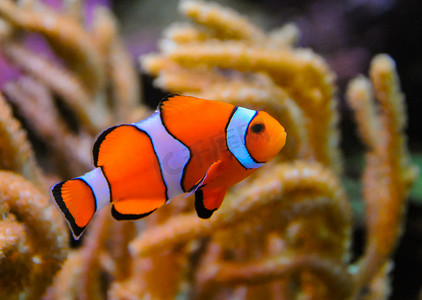 小丑鱼、海葵鱼 (Amphiprion ocellaris) 在海葵的触须中游动，鱼和海葵共生