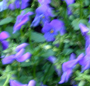 模糊紫罗兰花。