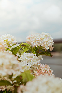 城市街道上绣球花美丽绽放的白花。