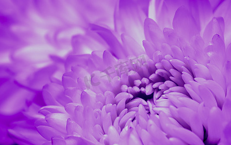 鲜花广告背景摄影照片_抽象花卉背景，紫色菊花花瓣