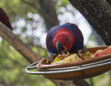 关闭异国情调的红蓝鹦鹉 Agapornis 长尾小鹦鹉吃树枝上碗里的谷物和水果