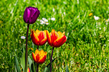 红色黄光摄影照片_春天草甸前孤立的光线下，几朵紫色和黄红色的彩色郁金香