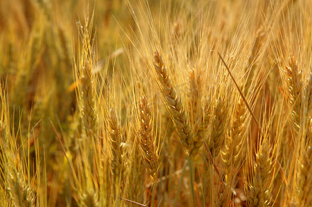 金色的小麦麦片黄色田野