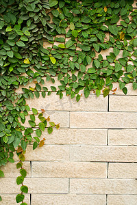 生长在砖墙上的爬行植物