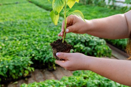 胡椒具有强壮的树干和健康的根系。