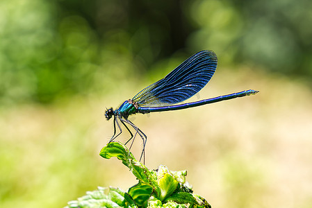 黑蓝蜻蜓近身 SOA 深蓝蜻蜓坐在自然栖息地的草蜻蜓上