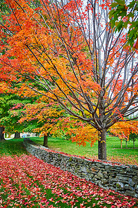 石墙旁地上成堆的红落叶，橙叶树生机勃勃