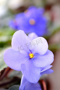 美丽的蓝紫色盛开的紫罗兰花。
