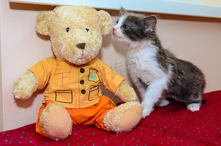红毯子上的小猫和泰迪熊