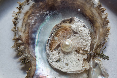 打开的牡蛎里面有珍珠