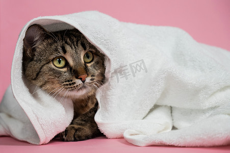条纹猫裹着粉红色背景的白毛巾。